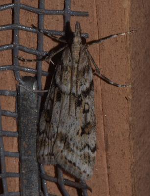 Réf. 202 496 : Eudonia angustea